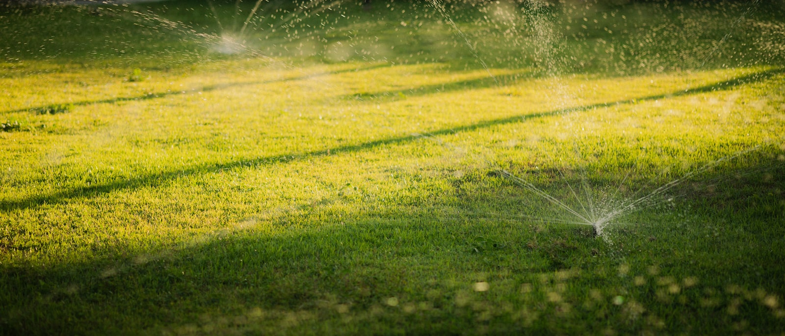 Sprinklers watering a green lawn at sunset