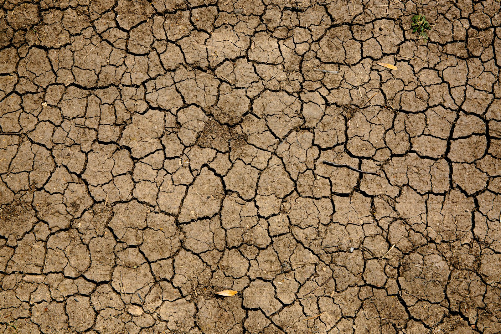 Dry brown earth with a network of deep cracks across the surface